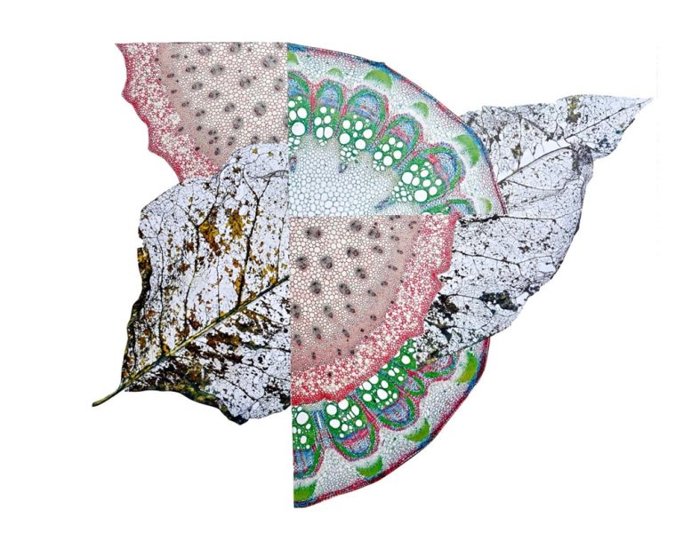 Marcia-Lopes-de-Mello_Collage-3_Photosynthesis-768x600 image